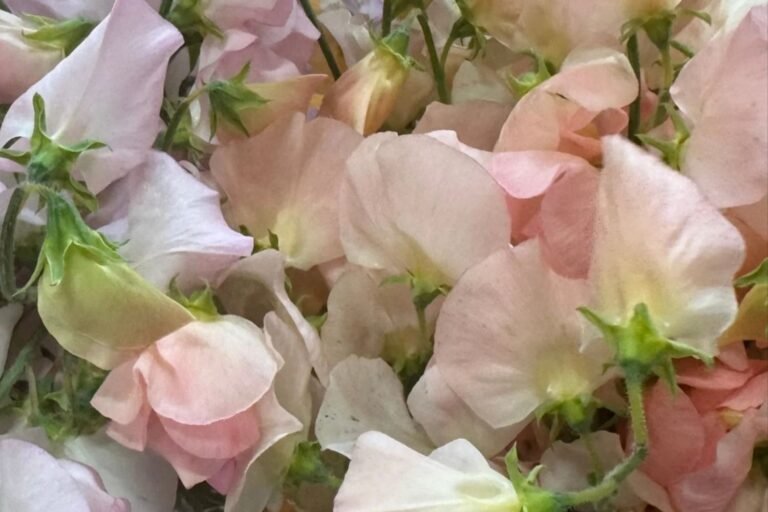 Halfs Moon Farm 768x512