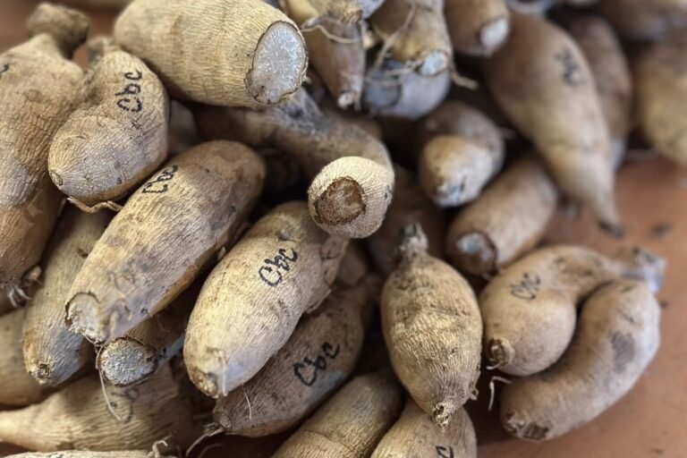 SOLeRA Flower Farm 768x512