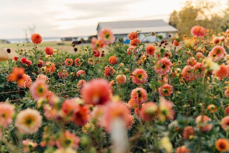 Twig and Vine Farm 768x512